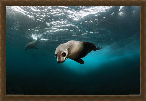 Framed Framed Diving The Depths - Australian Fur Seal