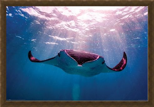 Framed Framed Manta Ray - Animal Photography