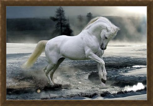 Framed Framed Horse Snow - Bob Langrish