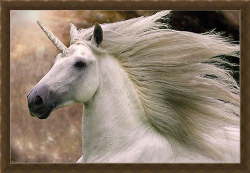 Framed Framed Unicorn - Bob Langrish