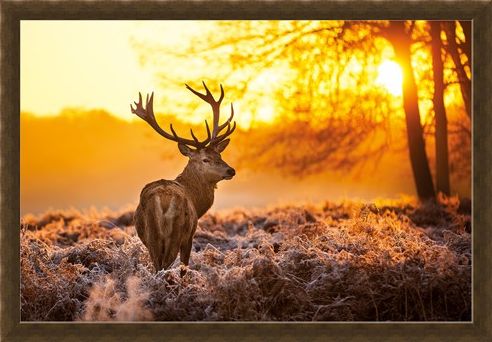 Framed Framed Golden Stag - Wildlife Wonders of The Sunrise