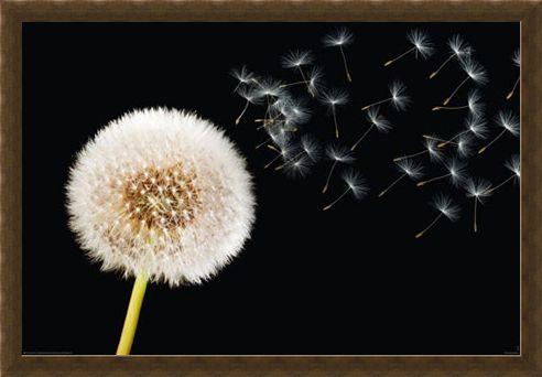 Framed Framed Dandelion Dream - Fly Away