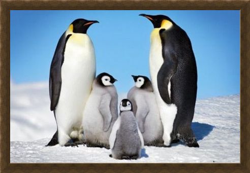 Framed Framed Penguin Harmony - Penguin Family