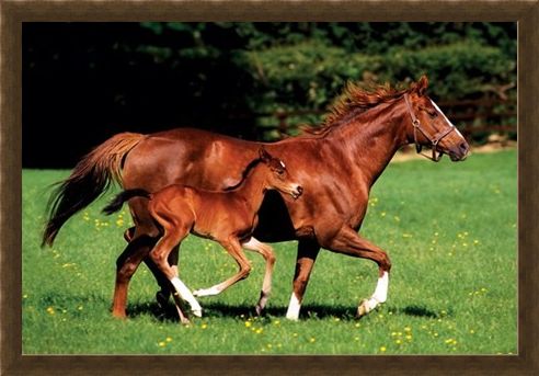 Framed Framed Chestnut Mare and Foal - The Beauty of Horses