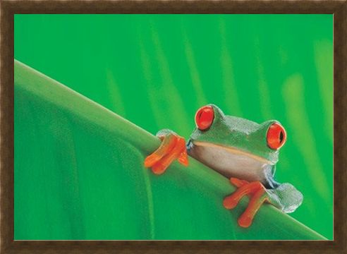 Framed Framed Red Eyed Frog - Nature