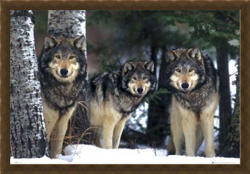 Framed Framed Three Wolves in the Snow - Canis Lupis – The Timberwolf