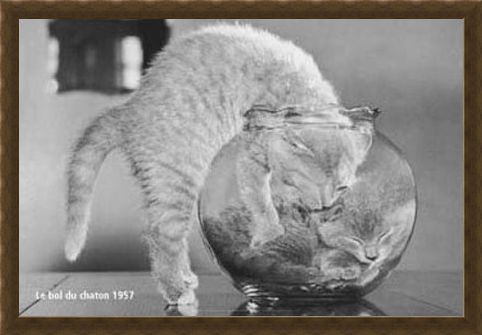 Framed Framed Bowl of Cats - Le Bol Du Chaton