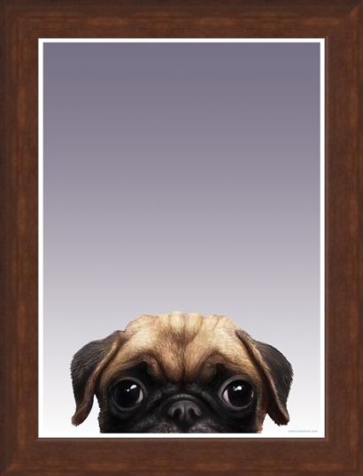 Framed Framed Pug - Inquisitive Creatures