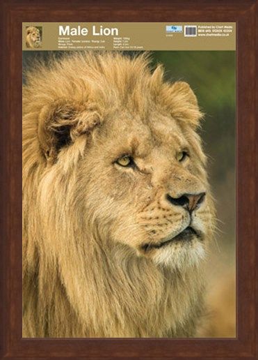Framed Framed Animal World - Lion