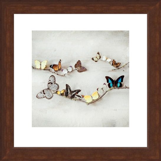 Framed Framed Array of Butterflies - Ian Winstanley