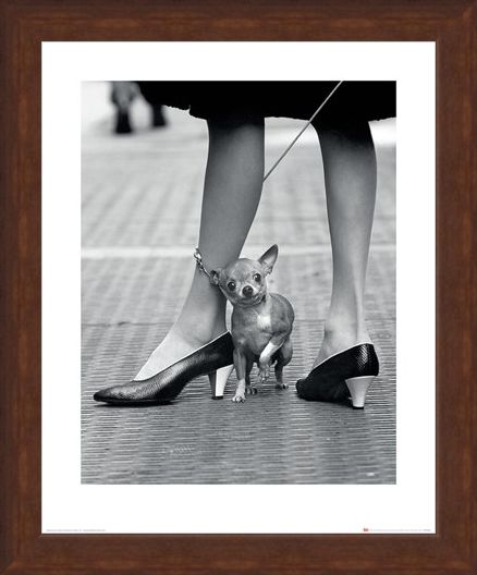Framed Framed Chihuahua - Time Life