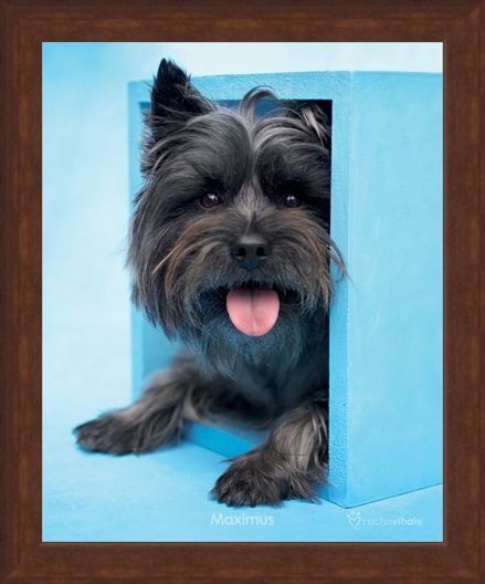 Framed Framed Maximus the Puppy - By Rachael Hale