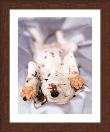 Framed Framed Monty - Rachael Hale