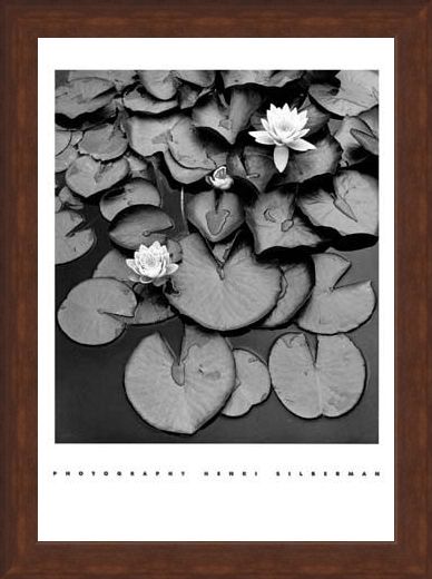 Framed Framed Waterlilies - Henri Silberman