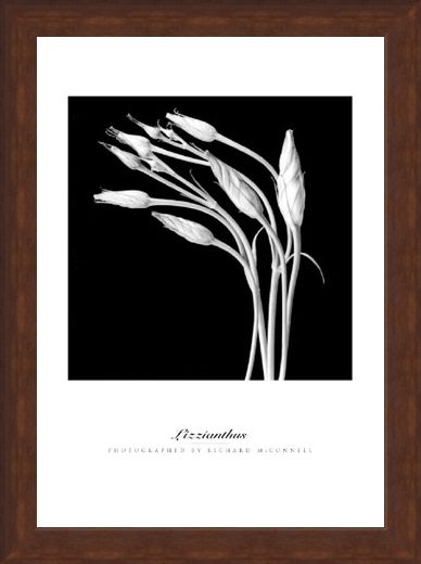 Framed Framed Lizzianthus - Richard McConnell