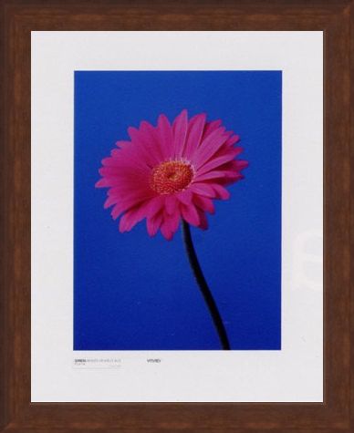 Framed Framed Gerbera Serenity - Masao Ota