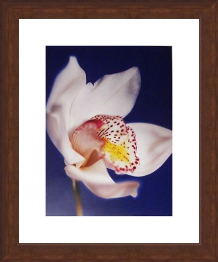 Framed Framed Orchid - Michael Banks