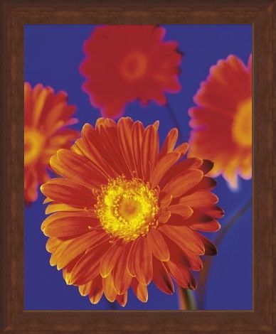 Framed Framed Red Flowers - Gerberas