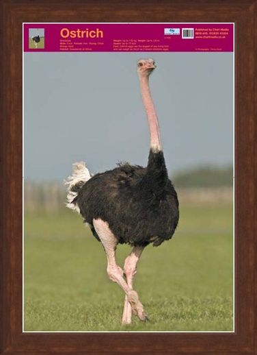 Framed Framed Ostrich - Wildlife Fun Facts