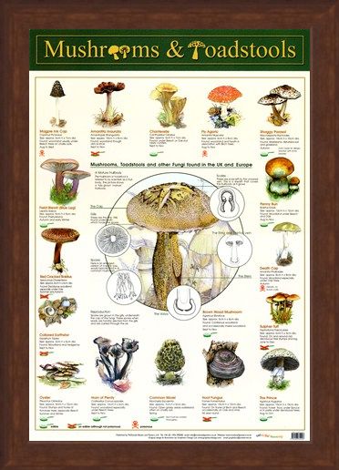 Framed Framed Mushrooms & Toadstools - Fungi