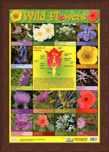 Framed Framed Wild Flowers - Parts of a Flower