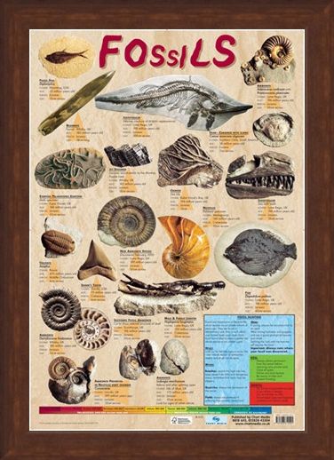 Framed Framed Fossils - Educational Chart