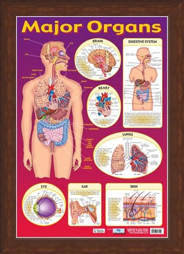 Framed Framed Find Your Way Around the Human Body! - Major Organs of The Body