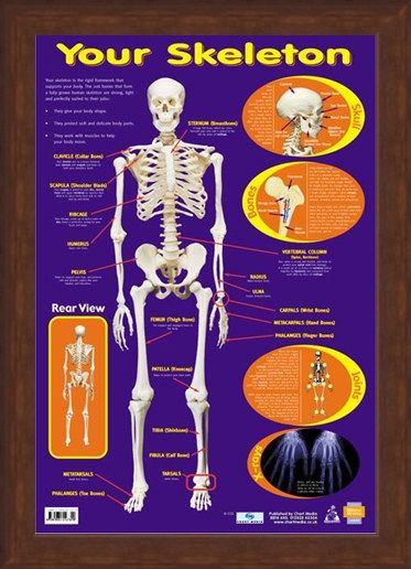 Framed Framed Your Skeleton - 206 Bones In The Body