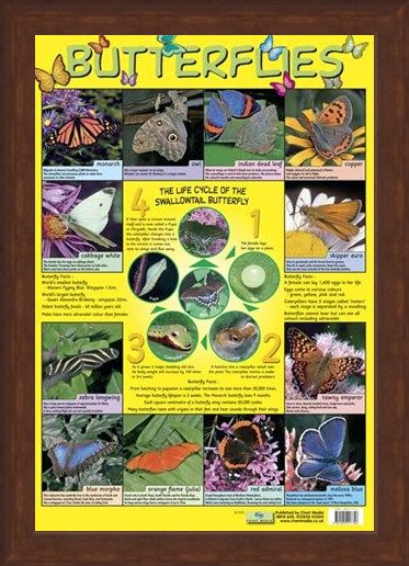 Framed Framed Butterflies - Life Cycle