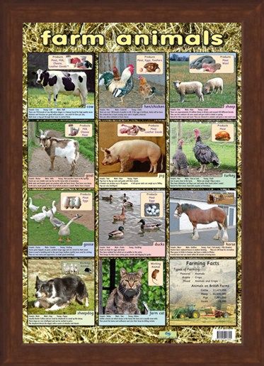 Framed Framed Farm Animals - Down On The Farm