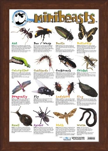 Framed Framed Mini Beast - Creepy Crawlies