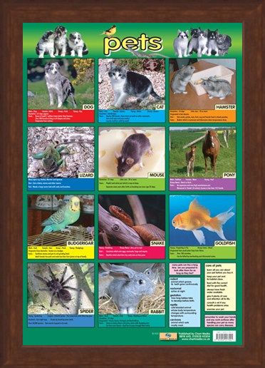 Framed Framed Pets - Not Just For Christmas!