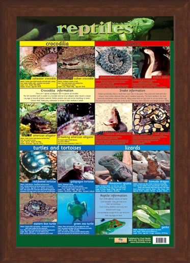 Framed Framed Reptiles - Snake, Rattle and Roll