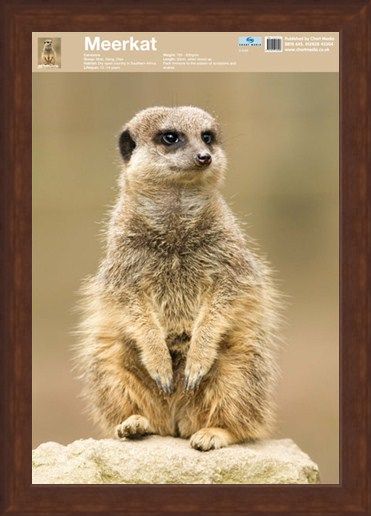 Framed Framed Animal World - The Meerkat