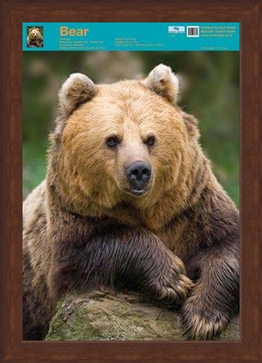 Framed Framed Nature's Big Teddy Bear - Bear