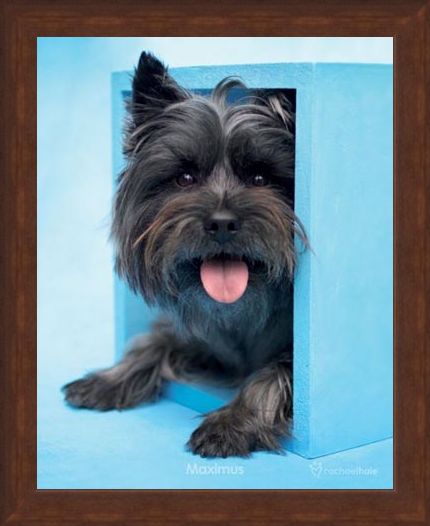 Framed Framed Maximus the Puppy - By Rachael Hale