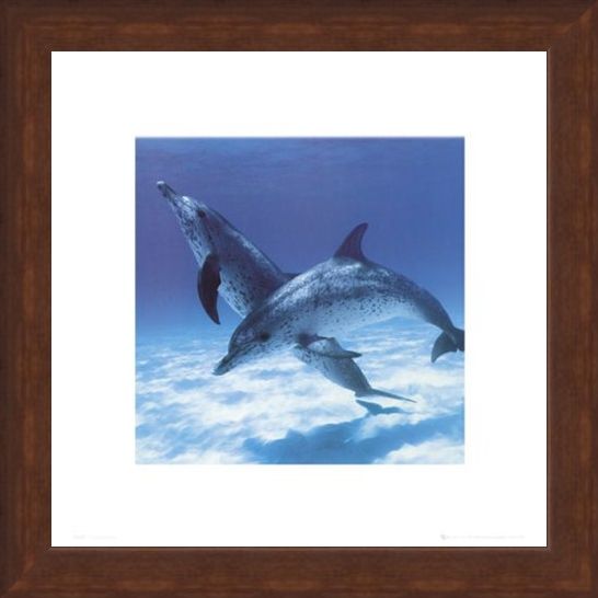 Framed Framed A Pair Of Bottle Nose Dolphins - Daniel McCulloch