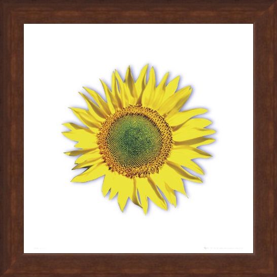 Framed Framed Sunflower - Solitary Bloom