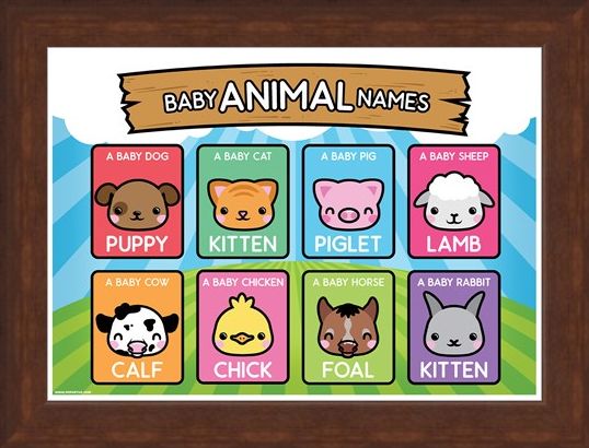 Framed Framed Baby Animal Names - Learning Is Fun