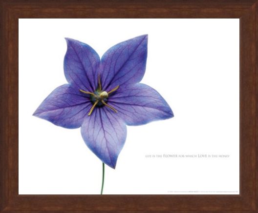 Framed Framed Life is the Flower - Love