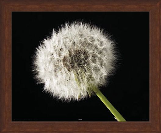 Framed Framed Dandelion - Macro Photography