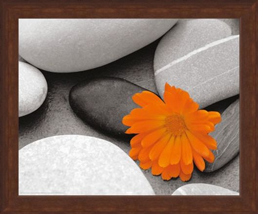 Framed Framed Marigold and Pebbles - Bright Flower amongst Stones