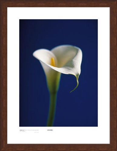 Framed Framed Arum Lily, White on Blue Background - Alex Sedgwick
