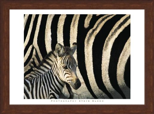 Framed Framed Zebra Stripes & Foal - Steve Bloom