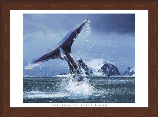 Framed Framed Antarctica - Steve Bloom
