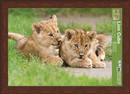 Framed Framed Lion Cubs - Fun Facts