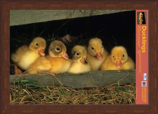 Framed Framed Fluffy Friends - All About Ducklings