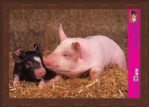 Framed Framed Curly Tailed Cutie - Piglets