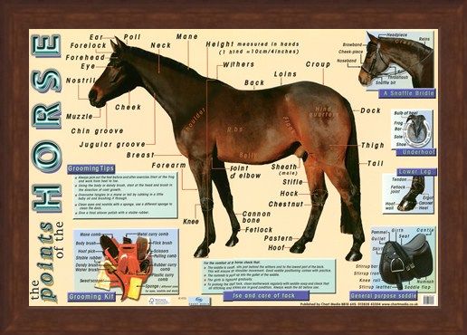 Framed Framed Points of the Horse - Equine Care