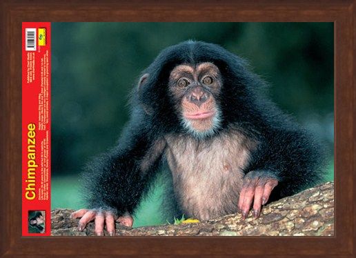 Framed Framed Animal World - Chimpanzee